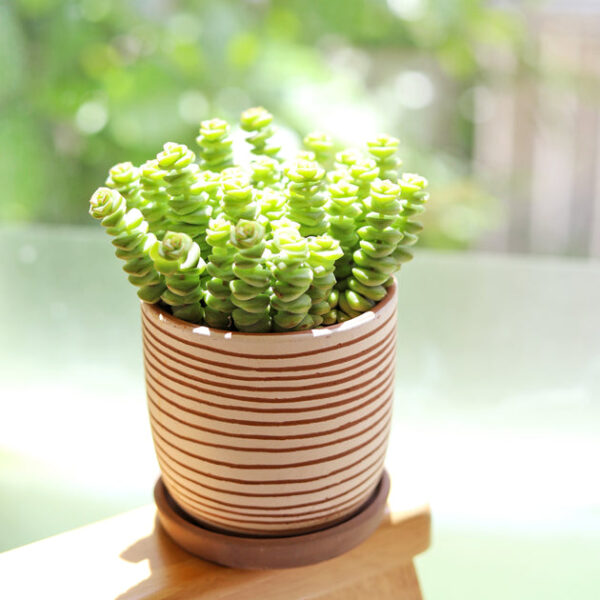 Clay White Stripes Pattern Pot - Image 2