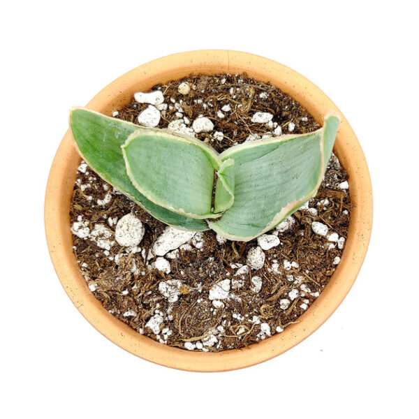 Coral Aloe Vera Striata - Image 7