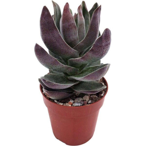 Crassula alba Garnet Lotus - Image 5