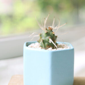 Paper Spine Cactus Tephrocactus