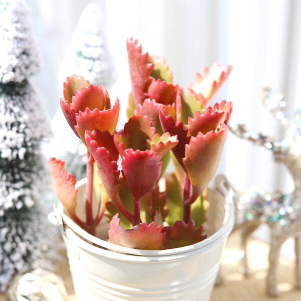 Six Angled Kalanchoe - Image 2