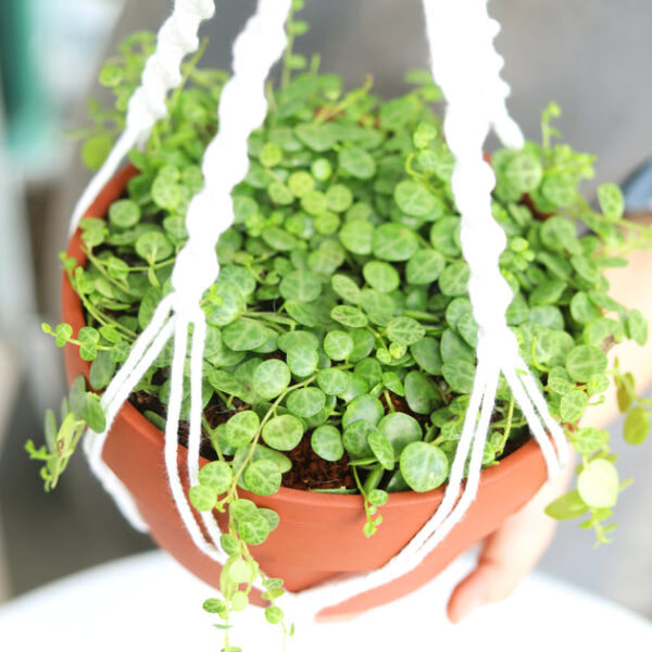 String Of Turtles - Image 2