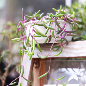 Ruby Necklace Succulent