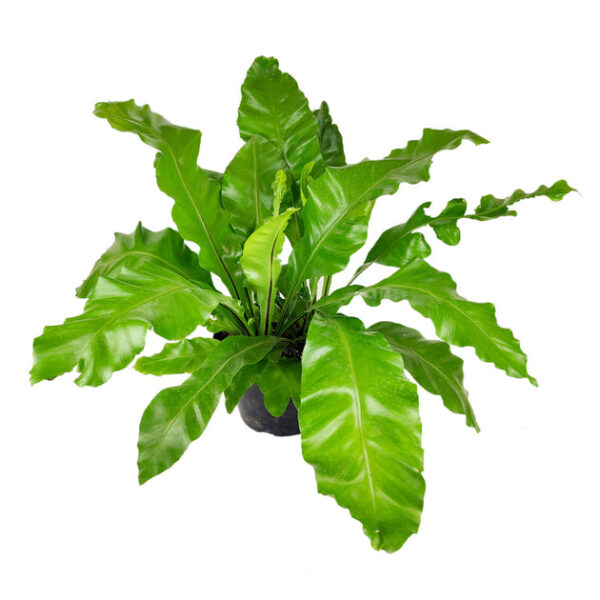 Bird's Nest Fern - Image 4