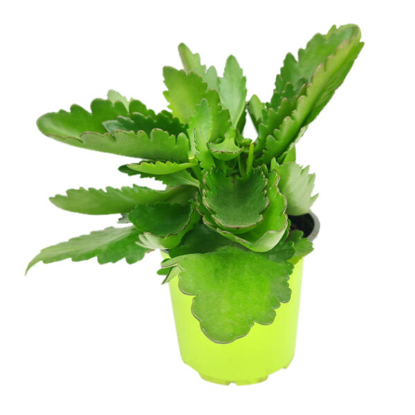 Kalanchoe blossfeldiana 'Calandiva White' - Image 6