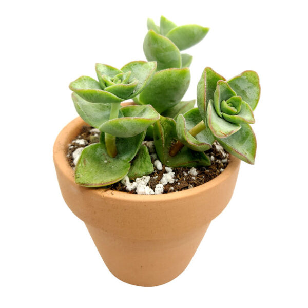 Crassula Ivory Towers - Image 7