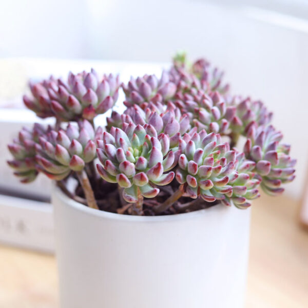 Sedeveria Blue Elf Echeveria x Sedum - Image 5