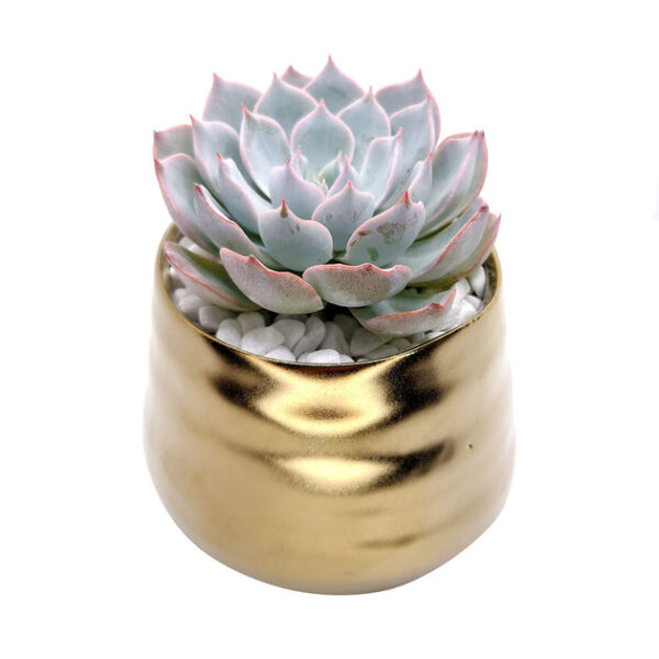 Gold Pot - Image 3