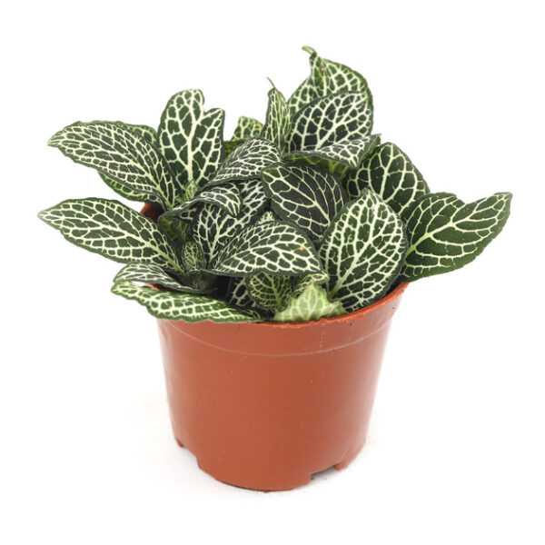 White Nerve Plant Fittonia - Image 5