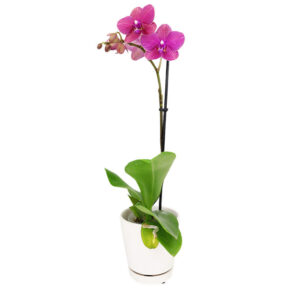 Pink Phalaenopsis Orchid