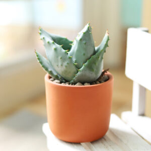 Mountain Aloe