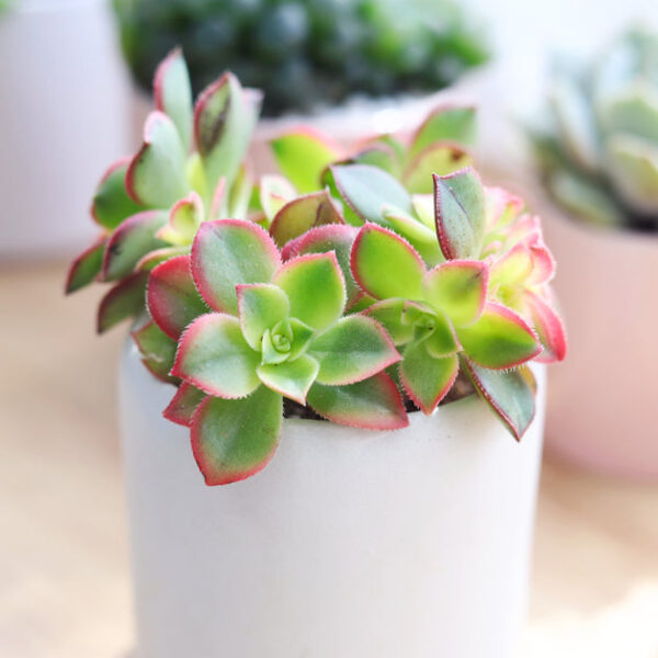 Aeonium Kiwi Haworthii - Image 2