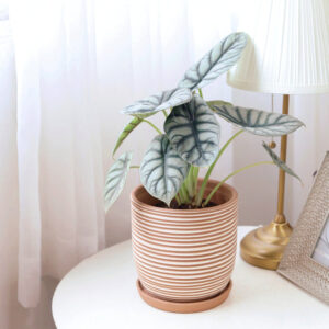 Clay White Stripes Pattern Pot