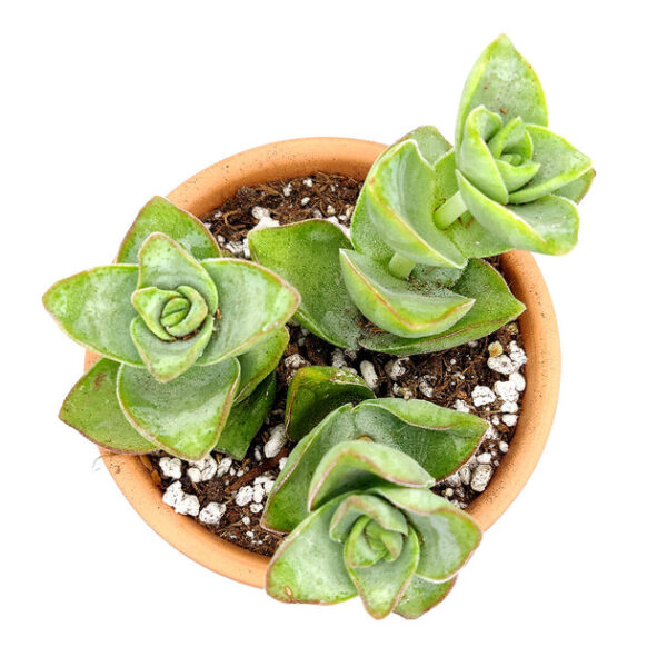 Crassula Ivory Towers - Image 6