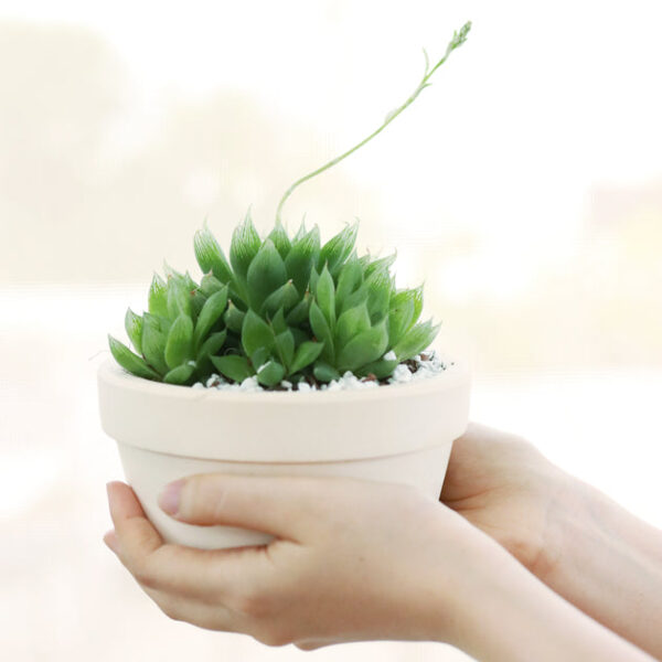Window Haworthia Succulent - Image 2