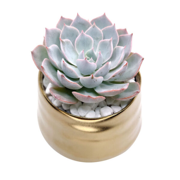 Gold Pot - Image 4