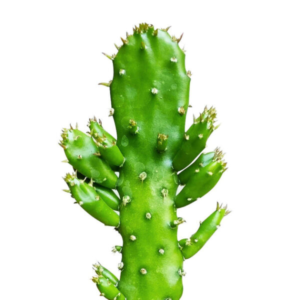 Joseph's Coat Cactus - Image 2