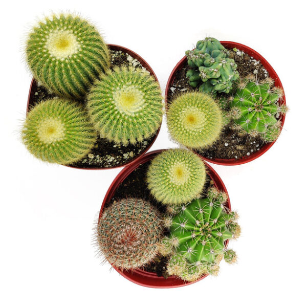 Cactus Garden Arrangement - Image 4