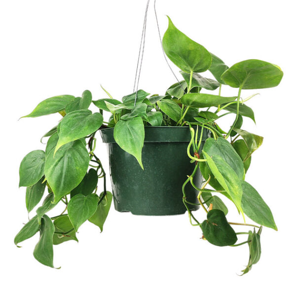Philodendron Cordatum - Image 8