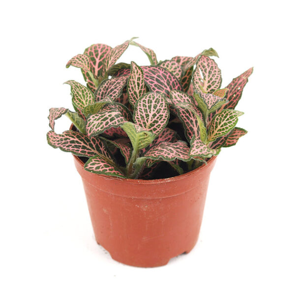 Pink Nerve Plant Fittonia - Image 3