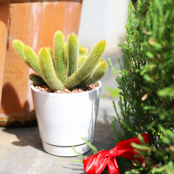Pack of 3 White Minimalist Ceramic Pots - Image 6