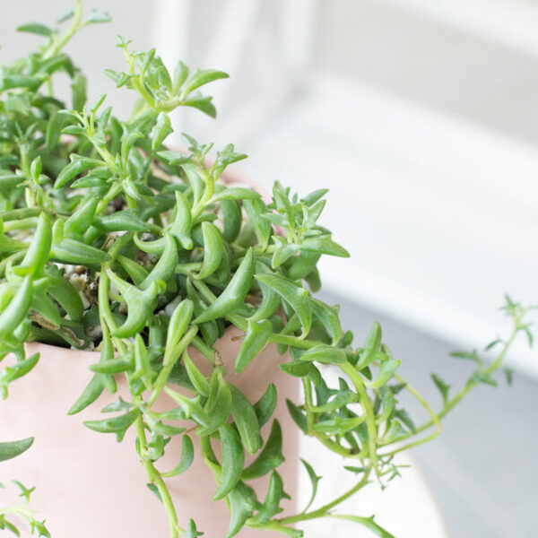 String of Dolphins Senecio Peregrinus Succulent - Image 3