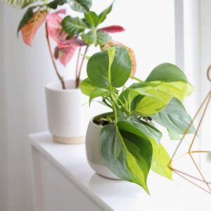Philodendron Cordatum Brasil