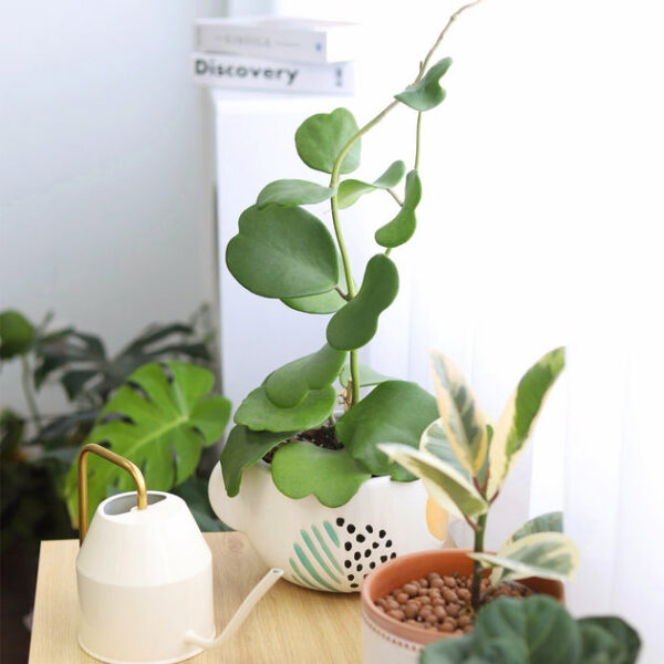 Trailing Hoya Kerrii Heart (At least 3+ leaves) - Image 9