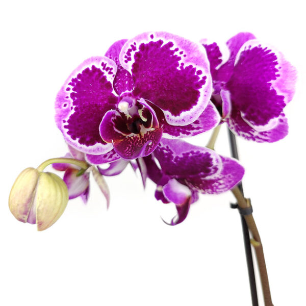 Purple Phalaenopsis Orchid - Image 3