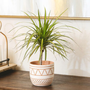 Dracaena Kiwi