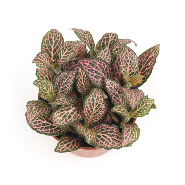 Pink Nerve Plant Fittonia - Image 2