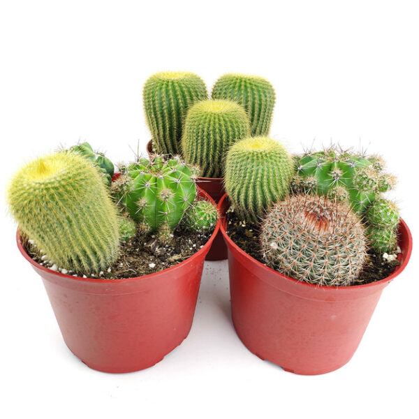 Cactus Garden Arrangement - Image 3
