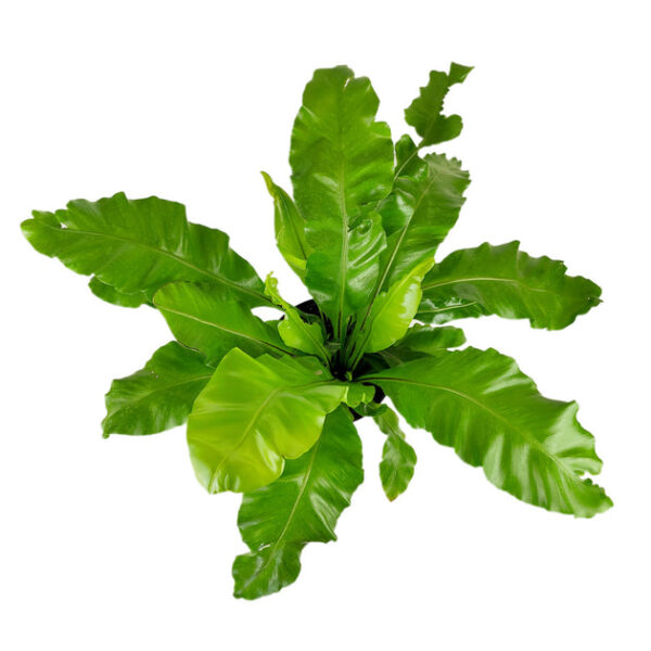 Bird's Nest Fern - Image 5