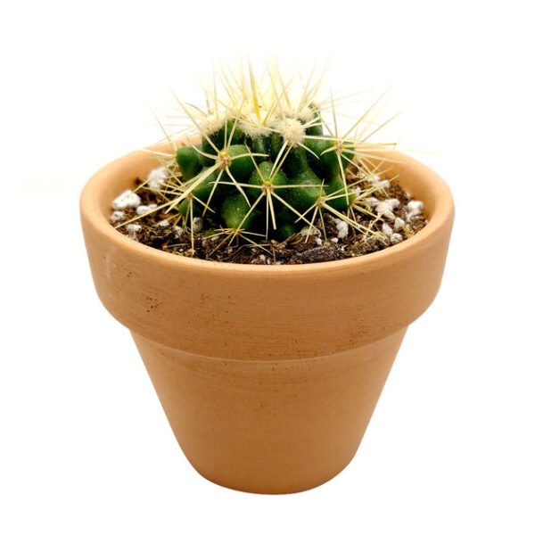 Golden Barrel Cactus - Image 9