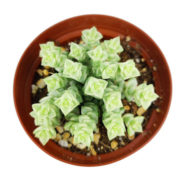 Crassula Pastel 'Variegated Tom Thumb' - Image 4