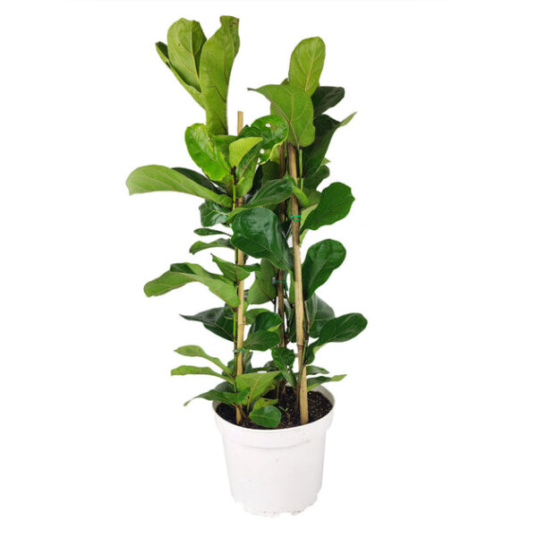 Ficus Lyrata - Image 3