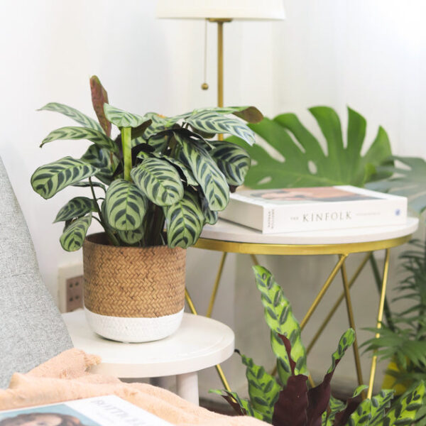 Calathea Burle Marx - Image 6