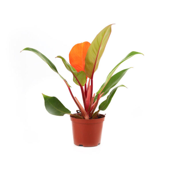 Philodendron Cherry Red - Image 5