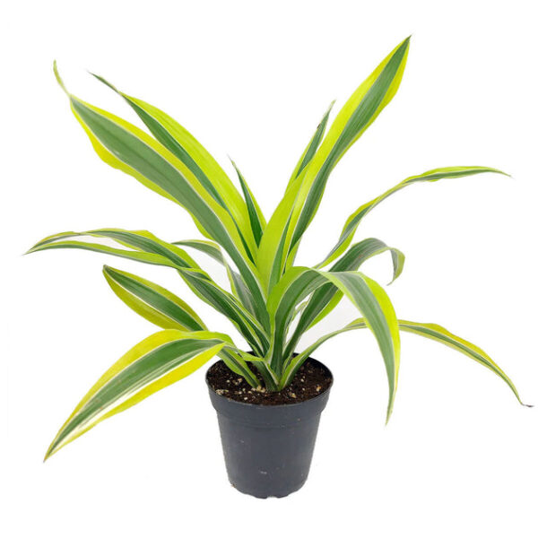 Dracaena Lemon Lime - Image 2