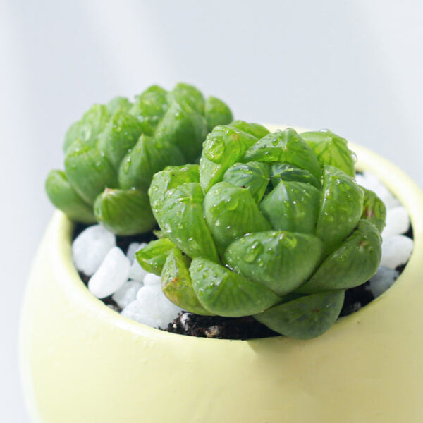 Window Haworthia Succulent - Image 5