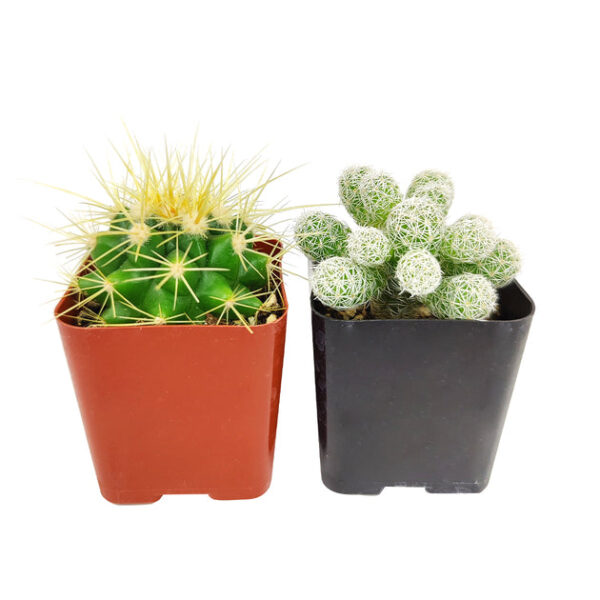 Cactus Pack - Image 3