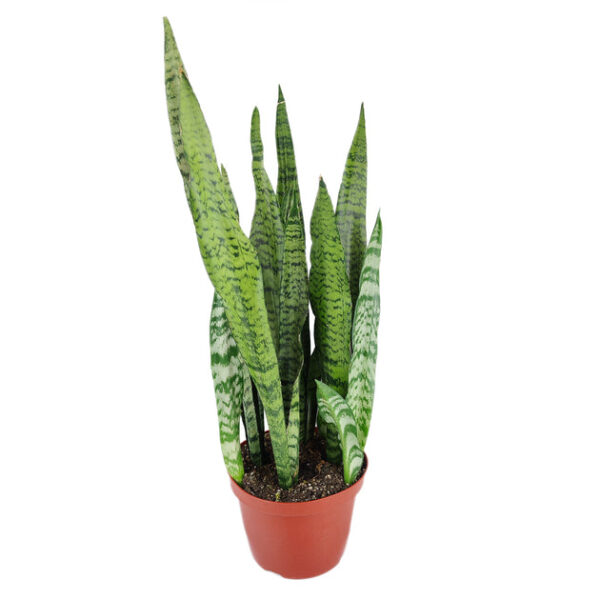 Snake Plant Sansevieria Zeylanica - Image 3