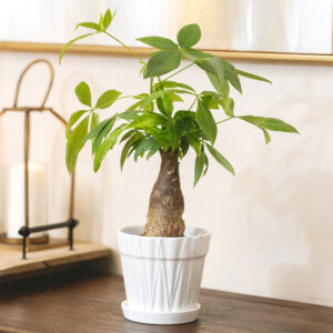Pachira Stump Money Tree