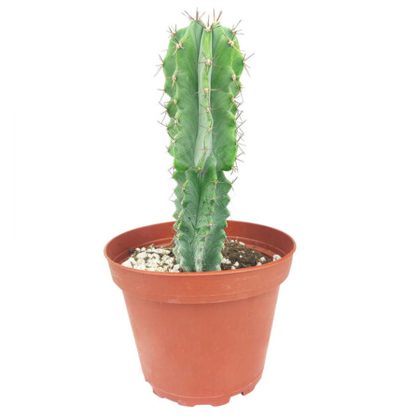 Polaskia Chichipe Cactus - Image 2