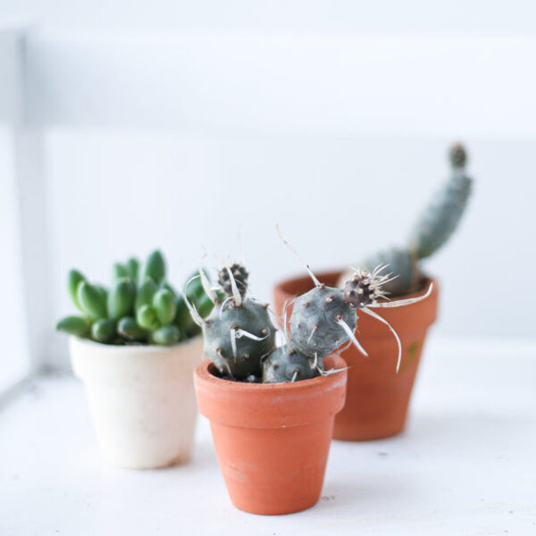 Paper Spine Cactus Tephrocactus - Image 3