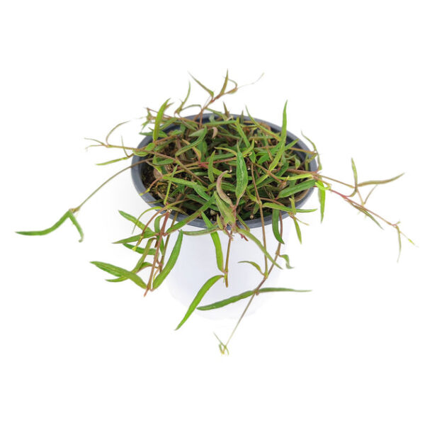 Ceropegia Linearis String of Needles - Image 7