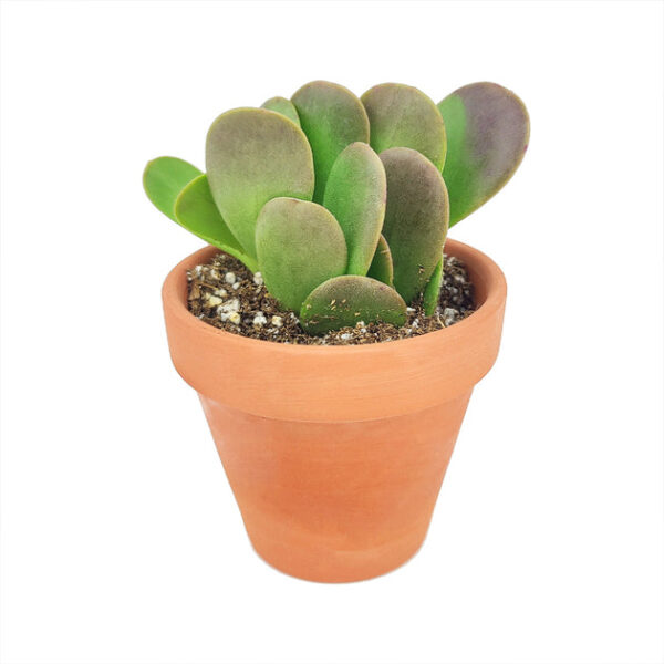 Trailing Jade Senecio Jacobsenii - Image 2