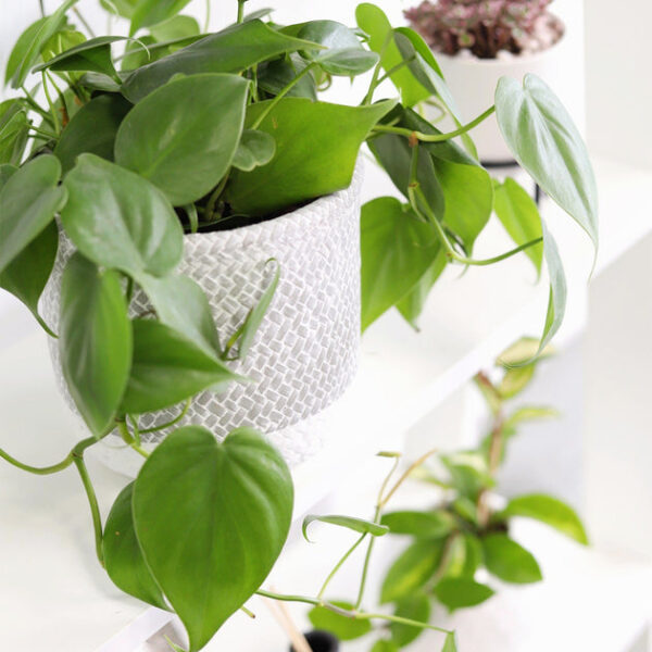 Philodendron Cordatum - Image 5