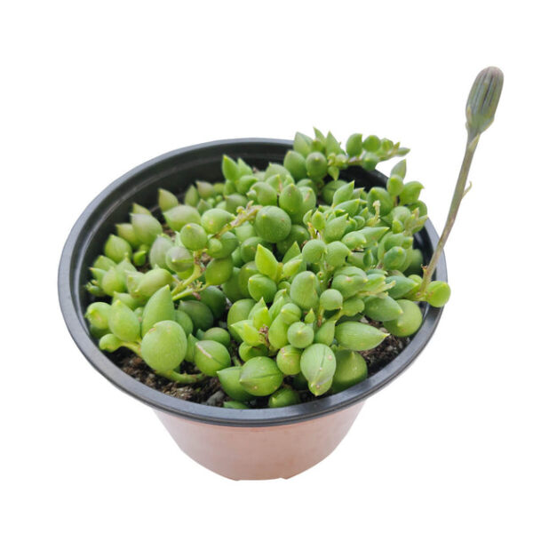 String of Tears Senecio Herreianus - Image 8
