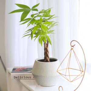 6 inch White Glazed Geometric Striped Ceramic Planter
